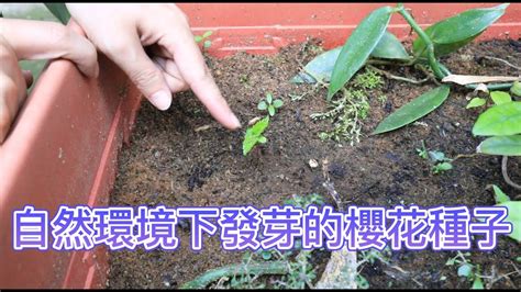 種櫻花盆栽|櫻花種子發芽了，要如何照顧？